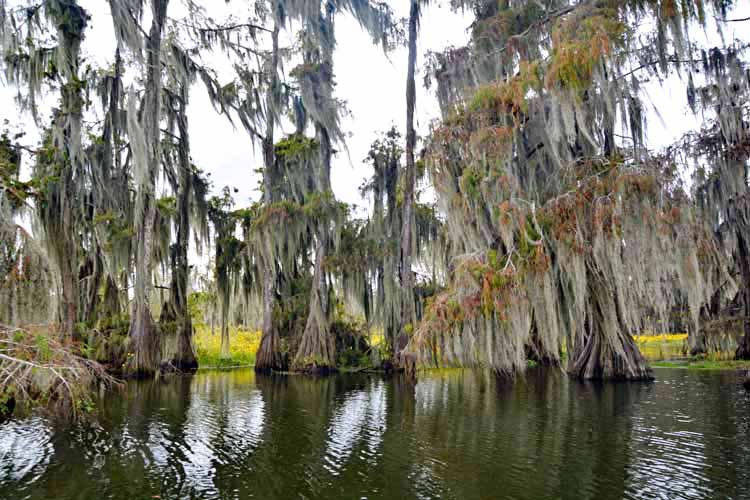 swamp scenic